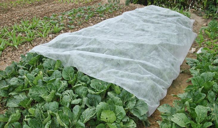 agriculture nonwoven fabric